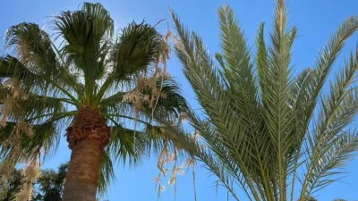 Penthouse in 4 Shopping Centre - El Palmeral photo 20
