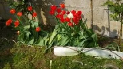 House in Matamorosa photo 25