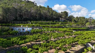 Rustic Finca in Monte Pego photo 3