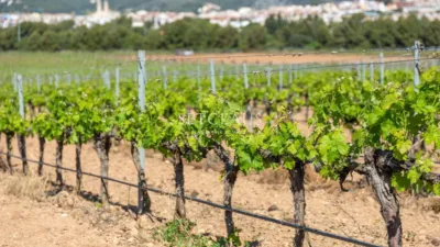 House in Mas Albà photo 56