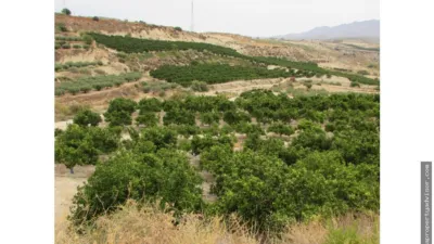 Rustic farm in Los Gallardos photo 5