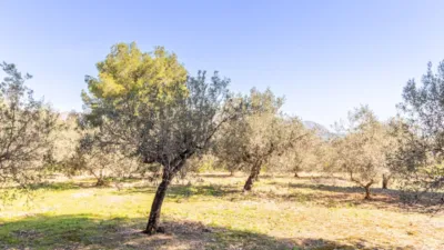 Terreno en venta en La Plana - Vista 5