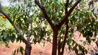 House in La Nucía photo 16
