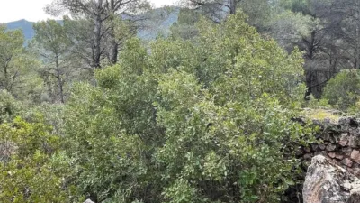 House in El Burgo photo 36