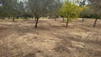 Rustic Finca in Establiments photo 36