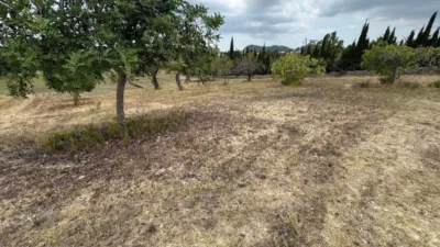 Rustic Finca in Establiments photo 39