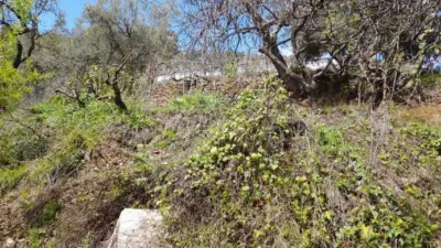 Rustic Finca in Entrada Al Pueblo photo 21