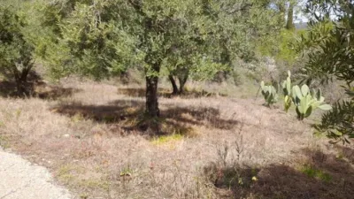 Rustic Finca in Entrada Al Pueblo photo 27