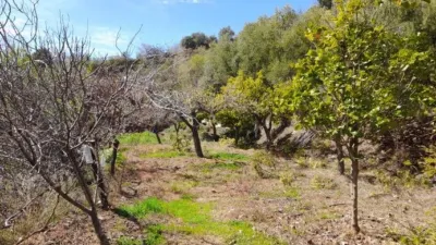 Rustic Finca in Entrada Al Pueblo photo 37
