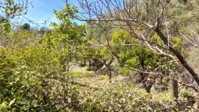 Rustic Finca in Entrada Al Pueblo photo 38