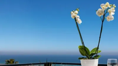 Apartment with Sea Views photo 11