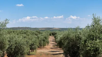Rustic Finca in Marmolejo photo 31