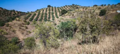 Rustic finca in Pizarra photo 11