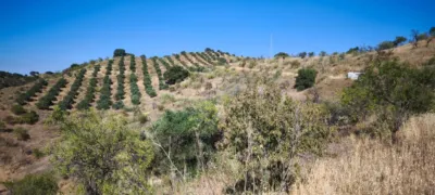 Rustic finca in Pizarra photo 12