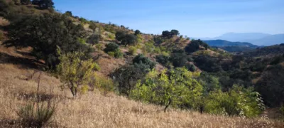 Rustic finca in Pizarra photo 15