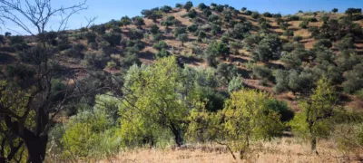 Rustic finca in Pizarra photo 19