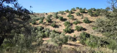 Rustic finca in Pizarra photo 23