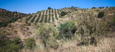 Rustic finca in Pizarra photo 8