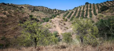 Rustic finca in Pizarra photo 9