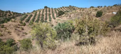 Rustic finca in Pizarra photo 10