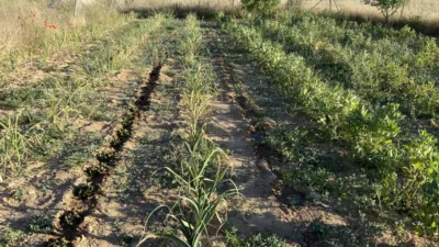 Terreno en venta en Camino Casas Viejas, 1 - Vista 3