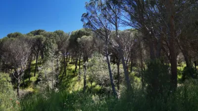 Chalet unifamiliar en alquiler en Avenida de los Pinos, 14, San Martín de Valdeiglesias de 2.200 €<span>/mes</span>