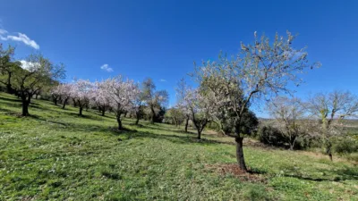 House in Conca de Barberà photo 45