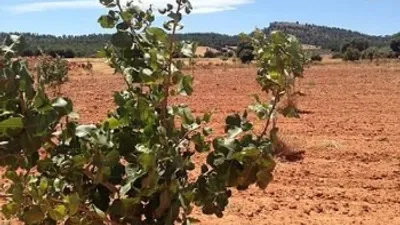 Terreno en venta en Alcadozo - Vista 4