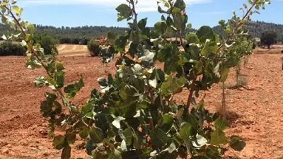 Terreno en venta en Alcadozo - Vista 5