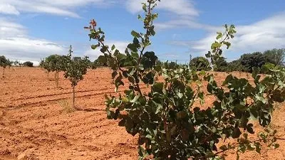Terreno en venta en Alcadozo - Más