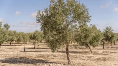 Rustic farm on El Cejo Street photo 18
