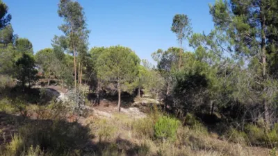 Rustic property in Los Pinos photo 3