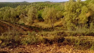 Rustic Farm in El Empalme photo 3