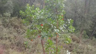 Rustic Finca in Aguafria photo 5