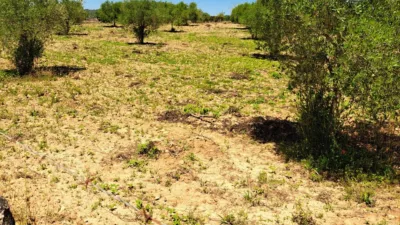 Finca rústica en venta en Polígono 7, Manacor de 220.000 €