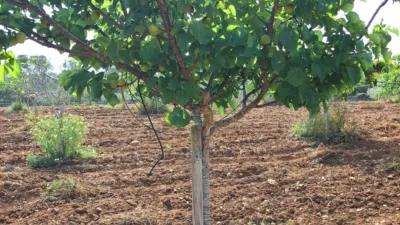 Finca rústica en venta en Polígono 7, Manacor de 220.000 €