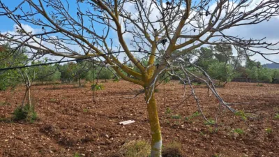 Finca rústica en venta en Polígono 7, Manacor de 220.000 €