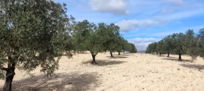 Terreno en venta en Pasaje Zona de Alacera O Rambla Honda , Número 730 - Vista 2