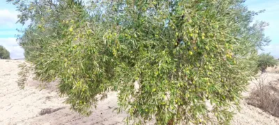 Terreno en venta en Pasaje Zona de Alacera O Rambla Honda , Número 730 - Vista 3