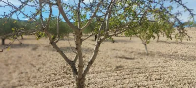Terreno en venta en Pasaje Zona de Alacera O Rambla Honda , Número 730 - Vista 5