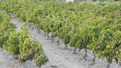 Rustic Finca in Tobarra photo 15