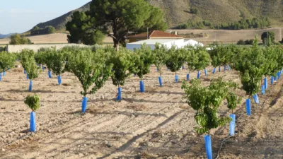 Rustic Finca in Tobarra