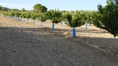 Rustic Finca in Tobarra photo 4