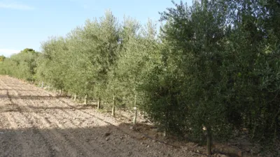 Rustic Finca in Tobarra photo 5