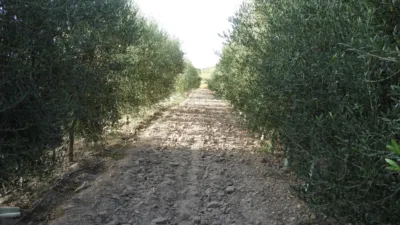 Rustic Finca in Tobarra photo 6