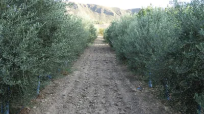 Rustic Finca in Tobarra photo 7