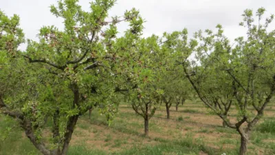Terreno en venta en Tobarra - Vista 3