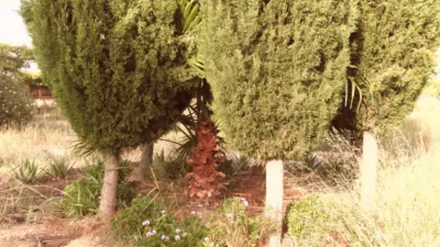 Finca rústica en venta en Calle de Tobarra, Tobarra