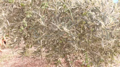 Finca rústica en venta en Calle de Tobarra, Tobarra