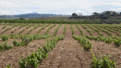 Rustic farm in Jumilla photo 19